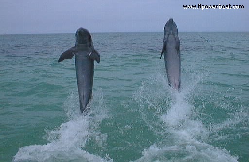 Wavedancers!
Our newfound friends Bimini and Stripe put on a great show for us in Port Lucaya. Residents of the Dolphin Experience, they actually are free to roam in the open Ocean. The reason they never take off....they love their work!
